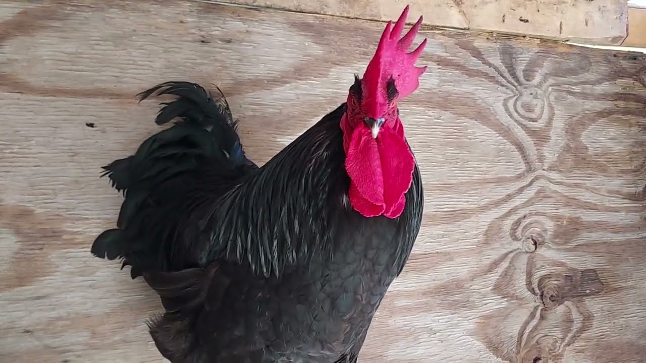 the rooster sings the 