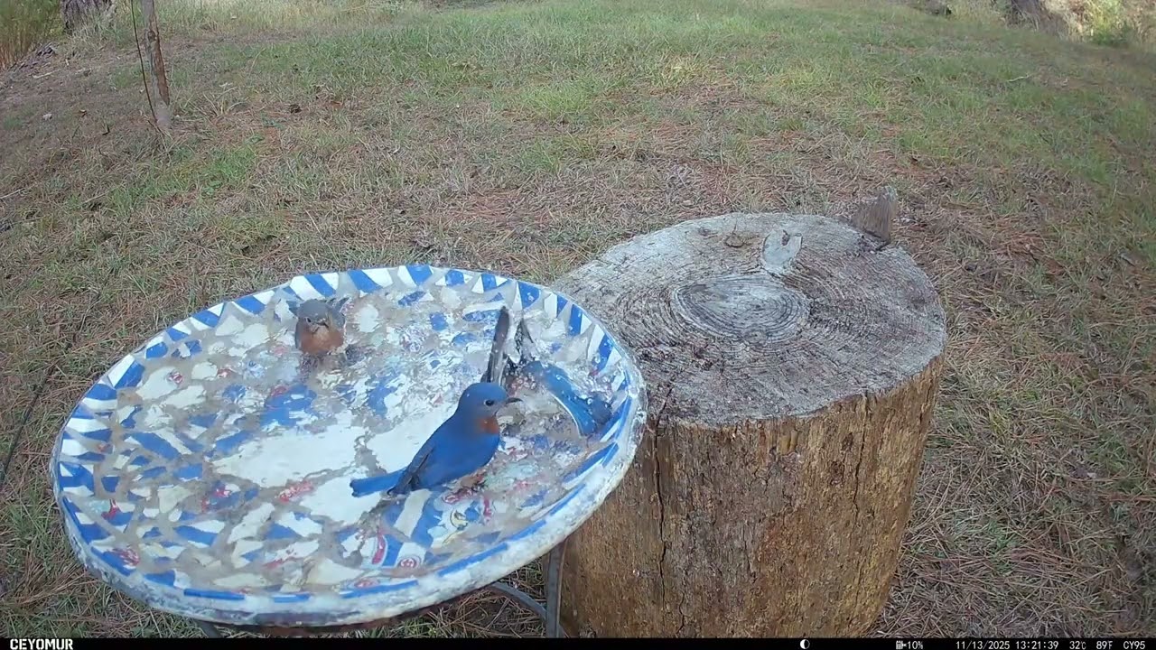 More beautiful Bluebirds!