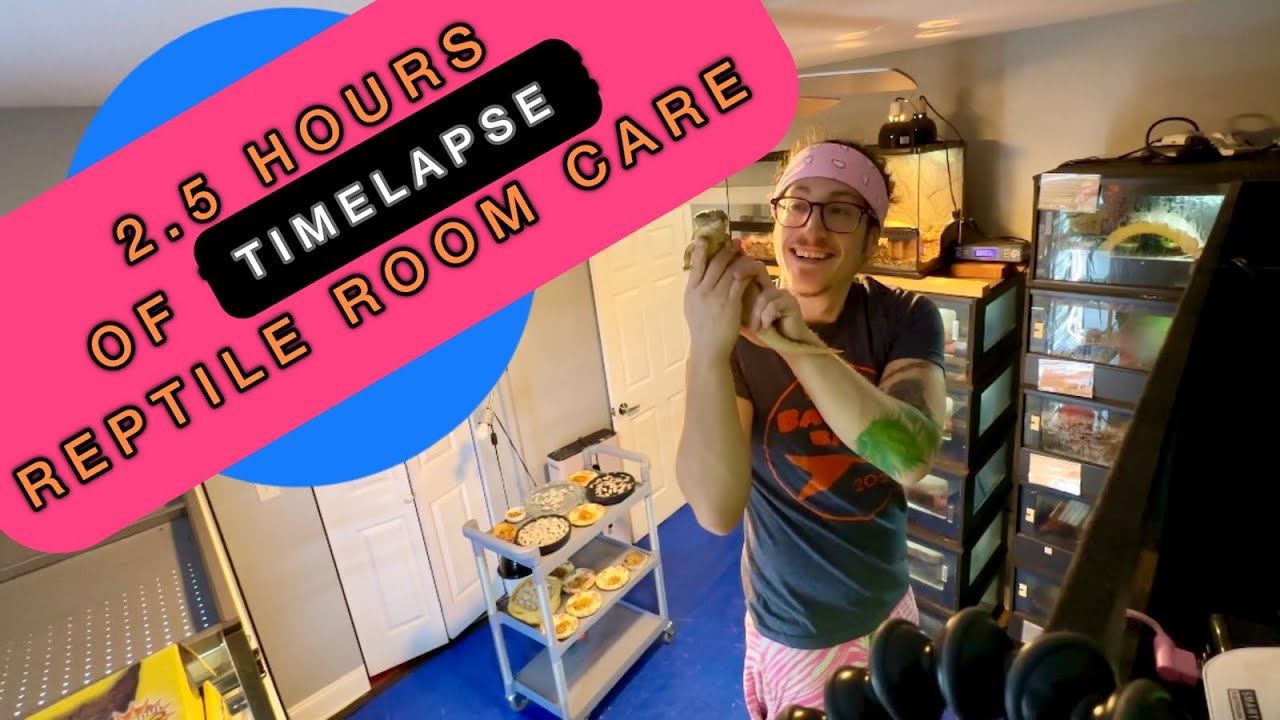 Caring for 22 Blue-Tongued Skinks in Under 20 Minutes #bluetongueskink