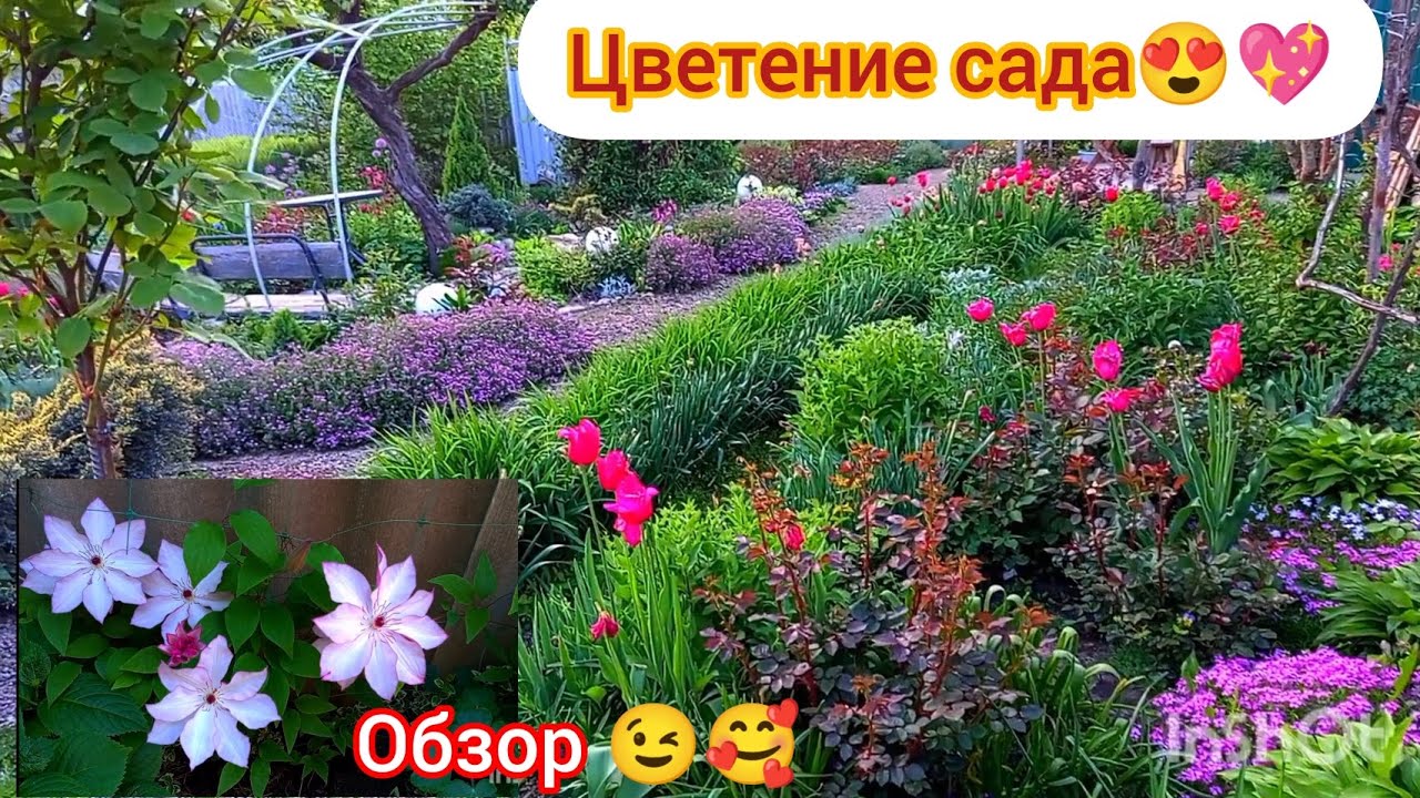 Цветение мыльнянки🥰💖💥! Как всегда просто ВАУ😍! Пашу как 