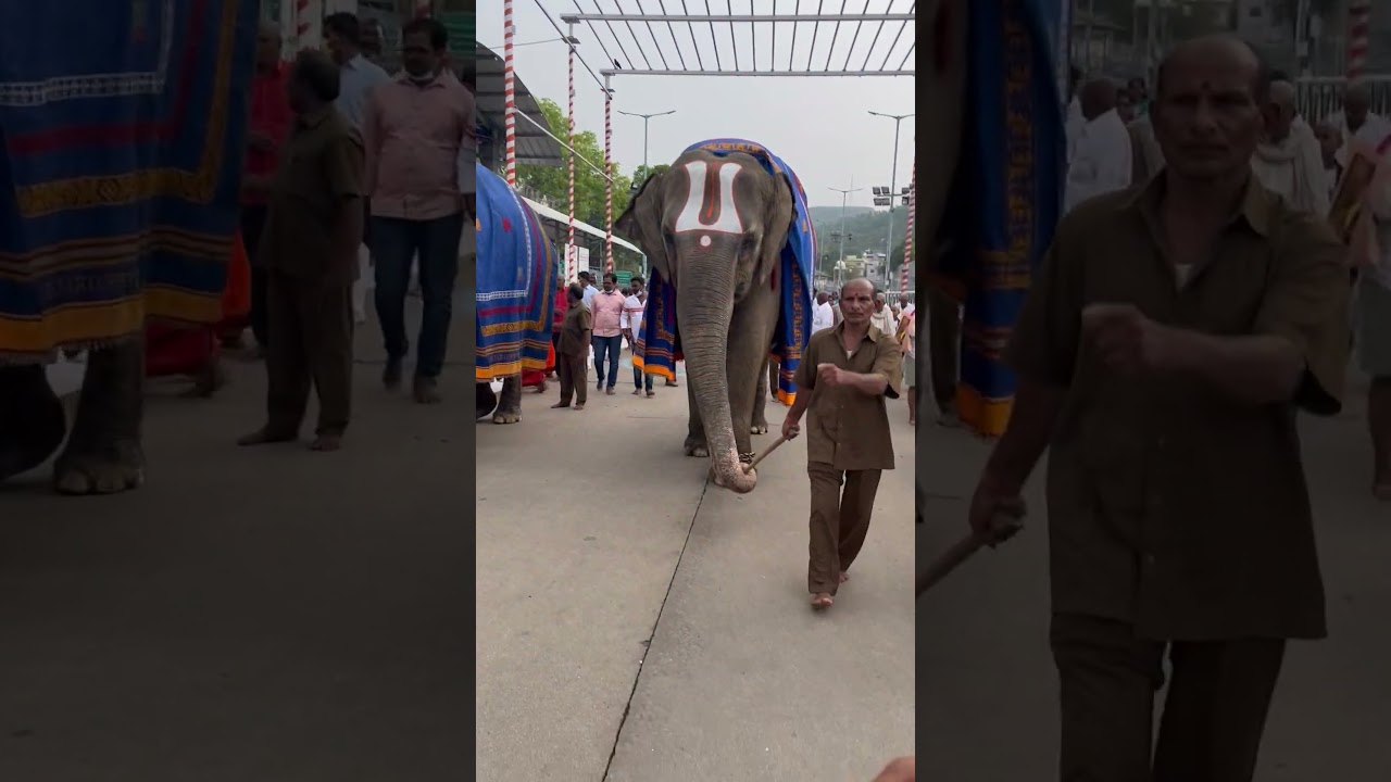 Tirumala Tirupati | #tirumala #tirupati #elephant