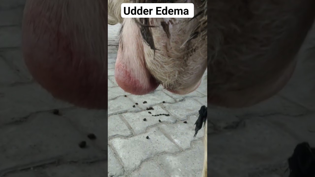 Udder Edema vs. Mastitis: The Goat Health Dilemma!