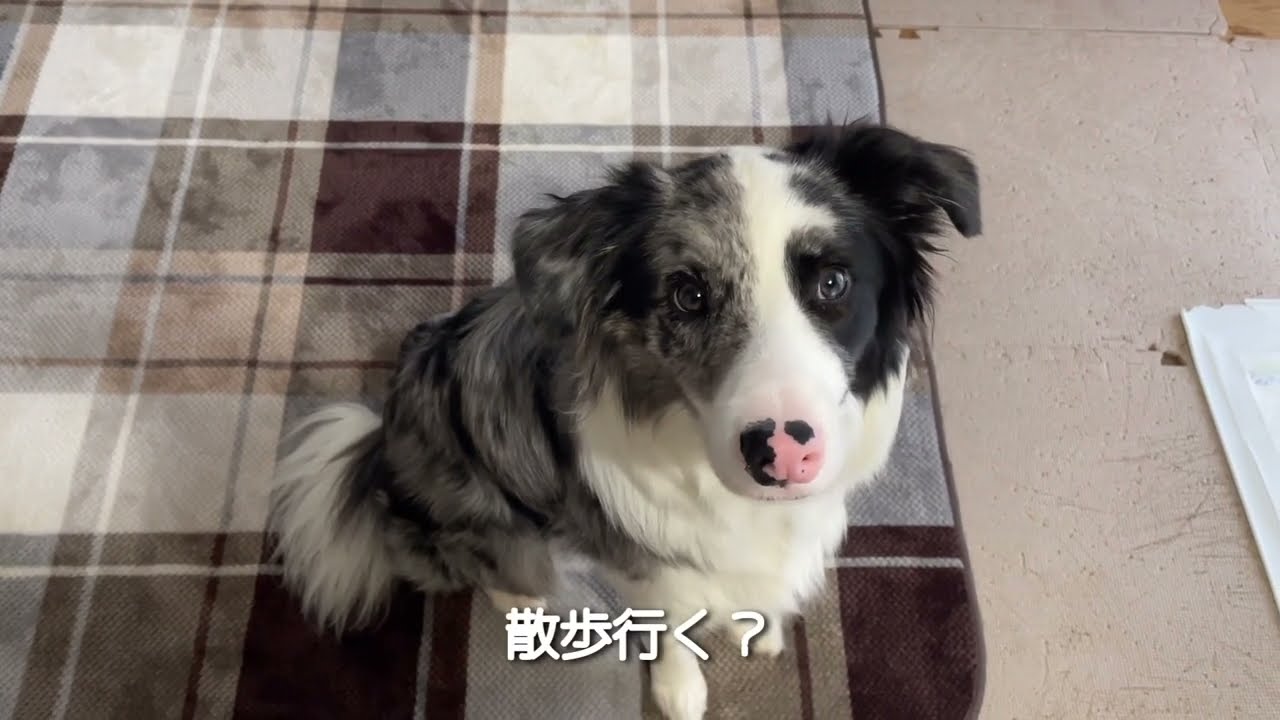 犬と散歩