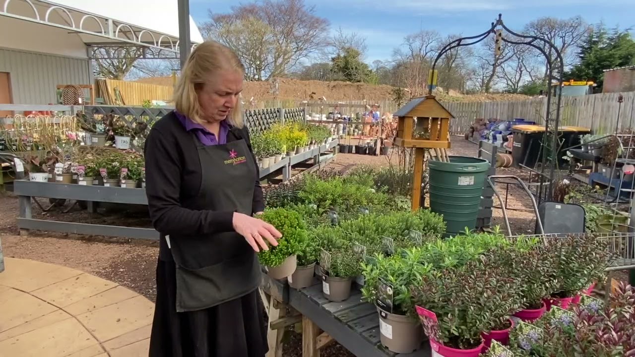 All about Hebes