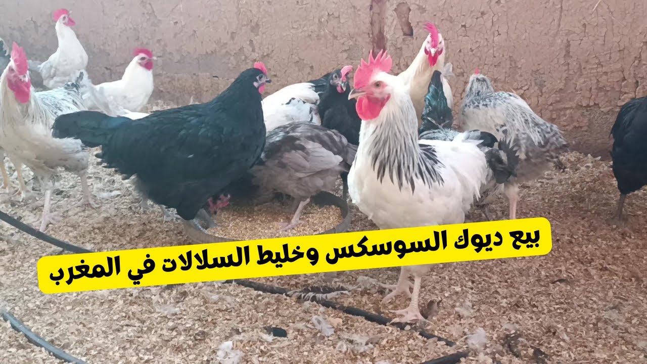 دجاج السوسكس للبيع وخليط السلالات في المغرب &ndash; جودة مميزة وتوصيل لجميع المدن للتواصل  0668762975