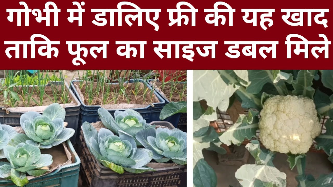 गोभी में डालिए फ्री की यह खाद ताकि फूल का साइज डबल मिले। Top fertilizer for cauliflower.#fertilizer 
