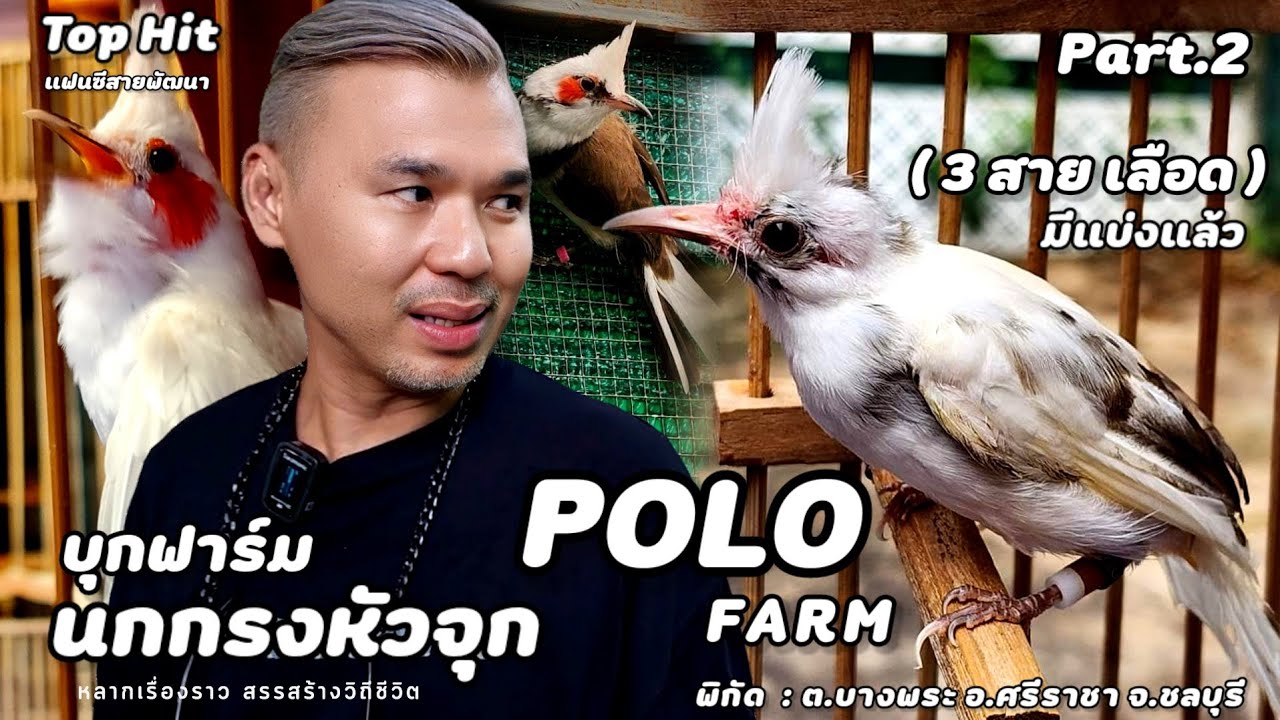 บุกฟาร์ม | นกกรงหัวจุกแฟนซี(POLO FARM)เป็นฟาร์มแรกๆที่ทำ