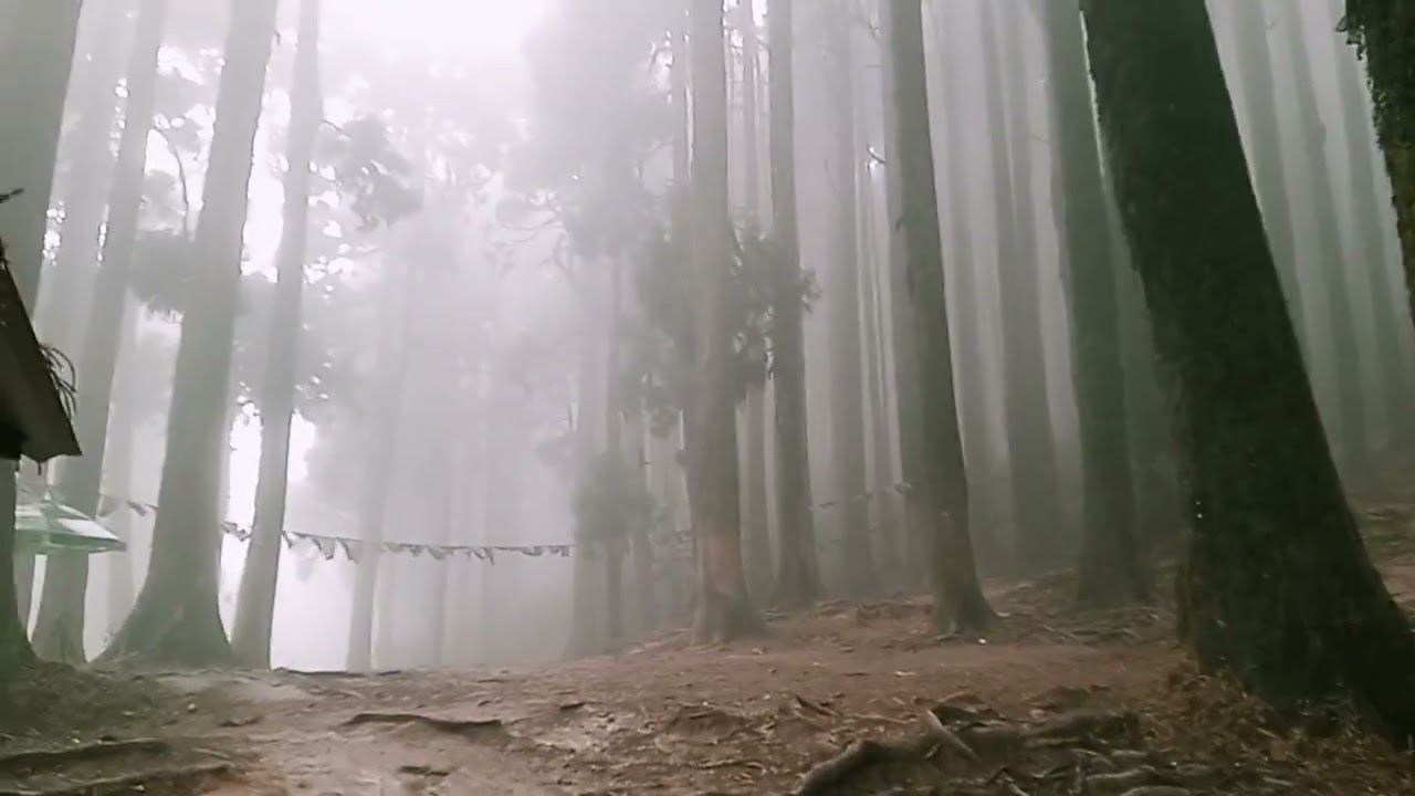 @Pine forest, Darjeeling, India