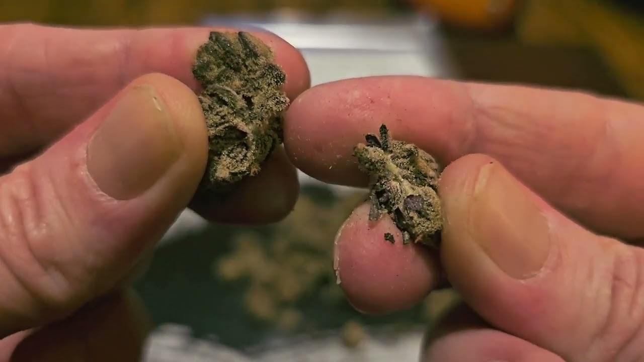 UK Medical Cannabis Review - GJ-GPG (aka. Grape Galena)