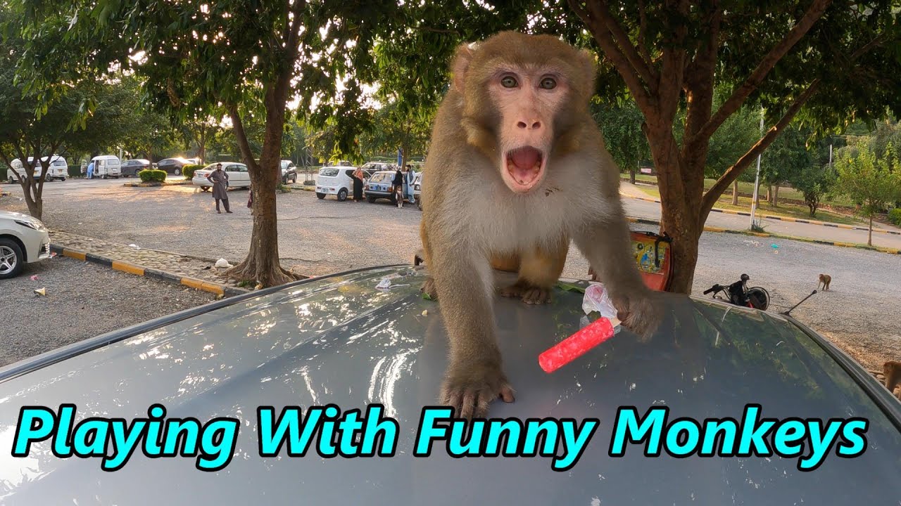 Monkeys Video | Daman E Koh & Faisal Mosque Islamabad | Very Funny Monkeys | Eating Kulfi /Ice Cream