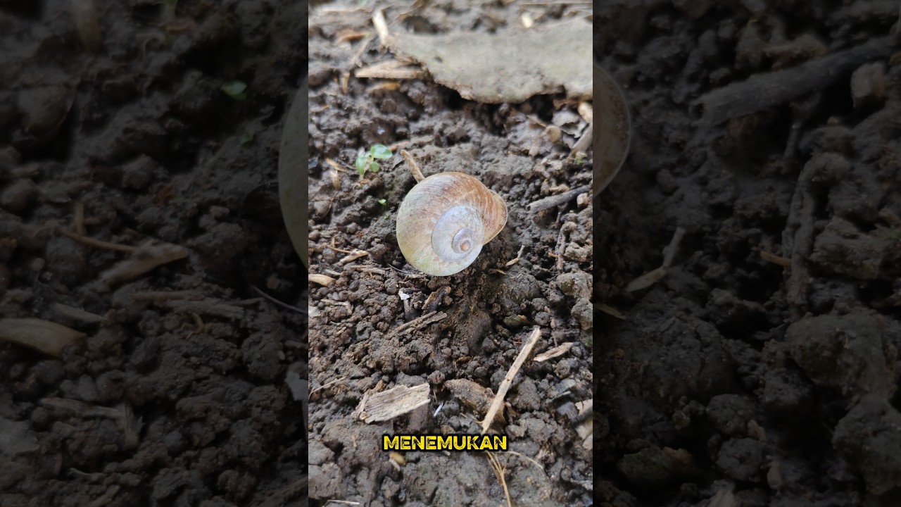 🐌 Siput Aneh! Bentuknya Gepeng dan Kecil 🤯