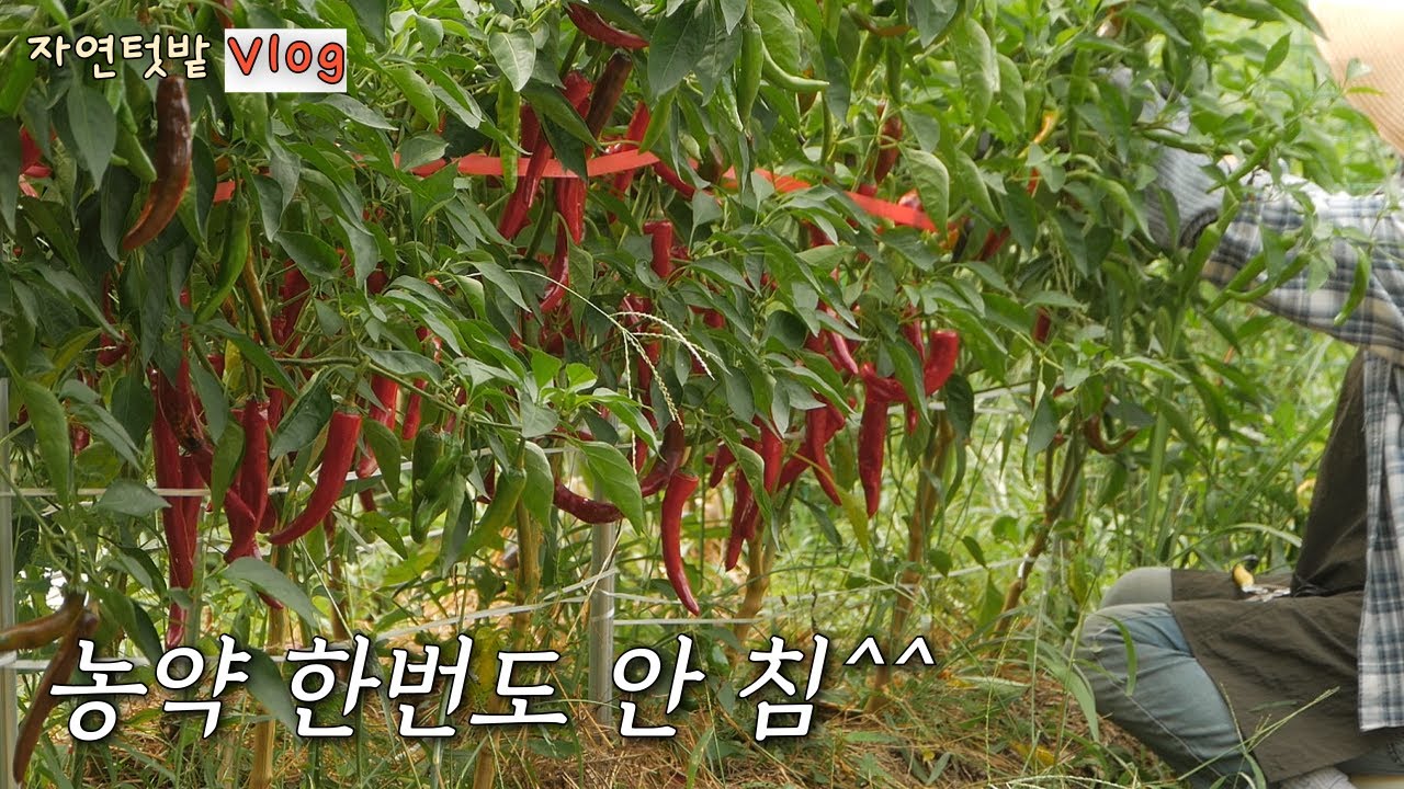 [5 августа] Очень вкусно, когда готовишь сразу после сбора урожая #KoreanNaturalGardenVlog