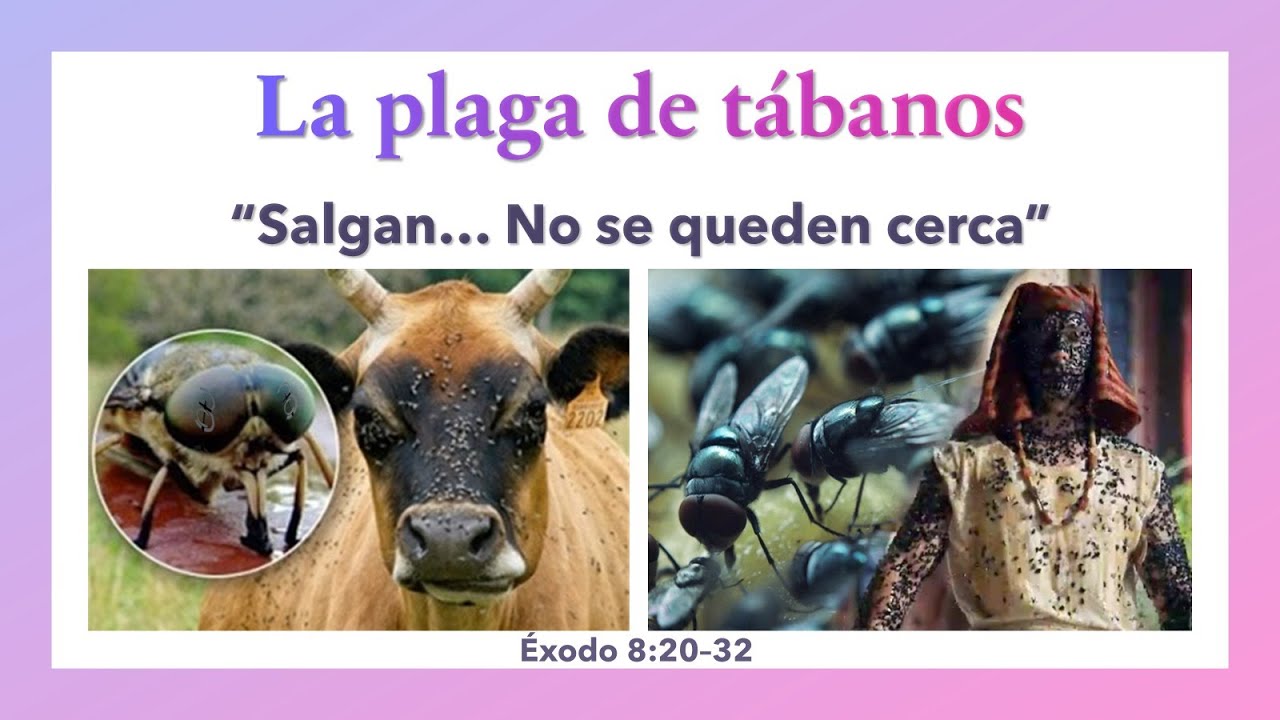 pr. Sergio Silva: La Plaga de Tábanos - Salgan...No se queden cerca