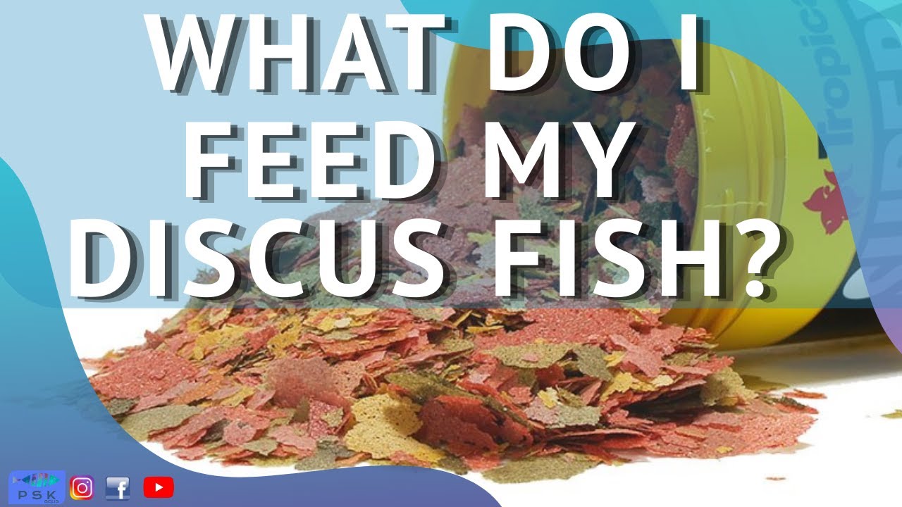 WHAT DO I FEED MY DISCUS FISH?