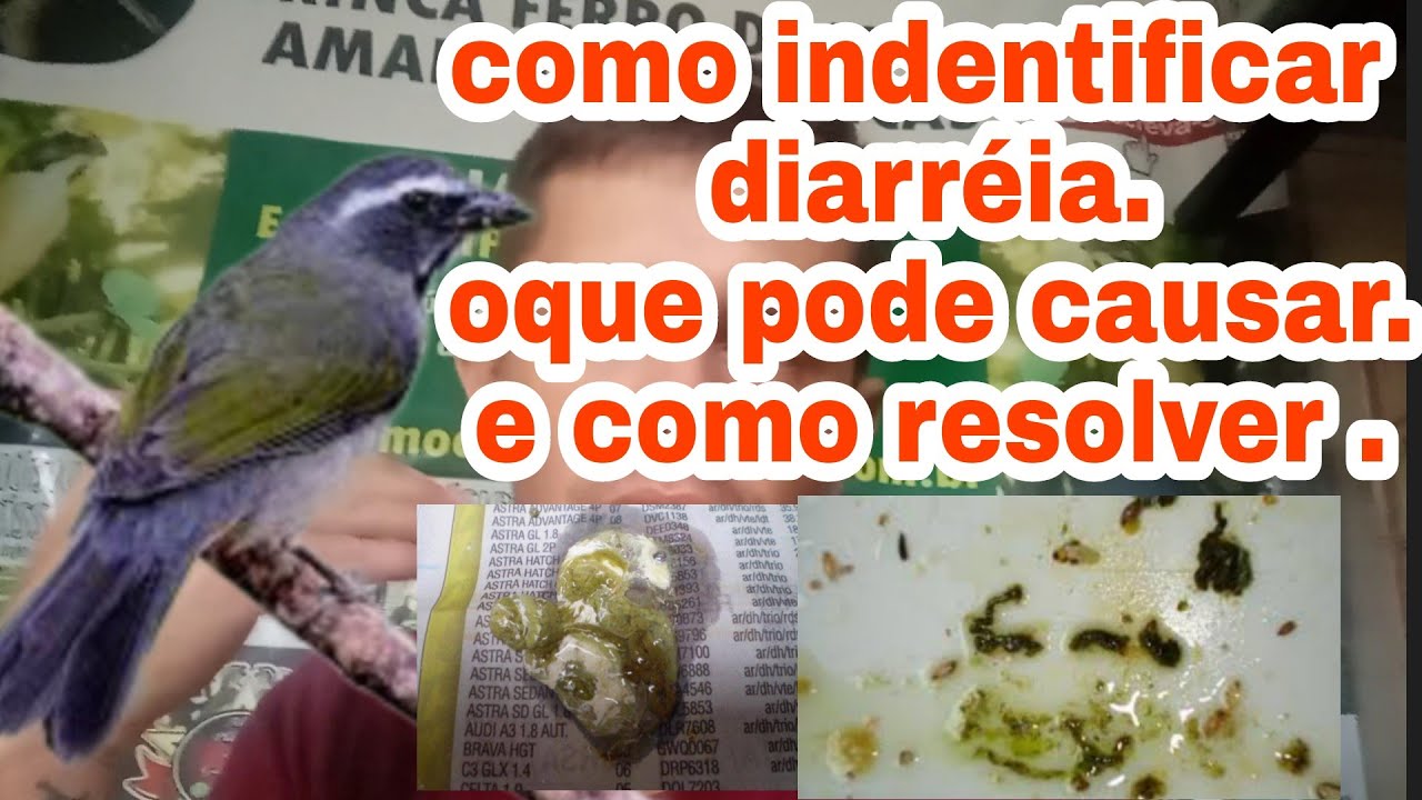 Trinca ferro:ACABE DE VEZ COM A DIARRÉIA DO SEU PÁSSARO