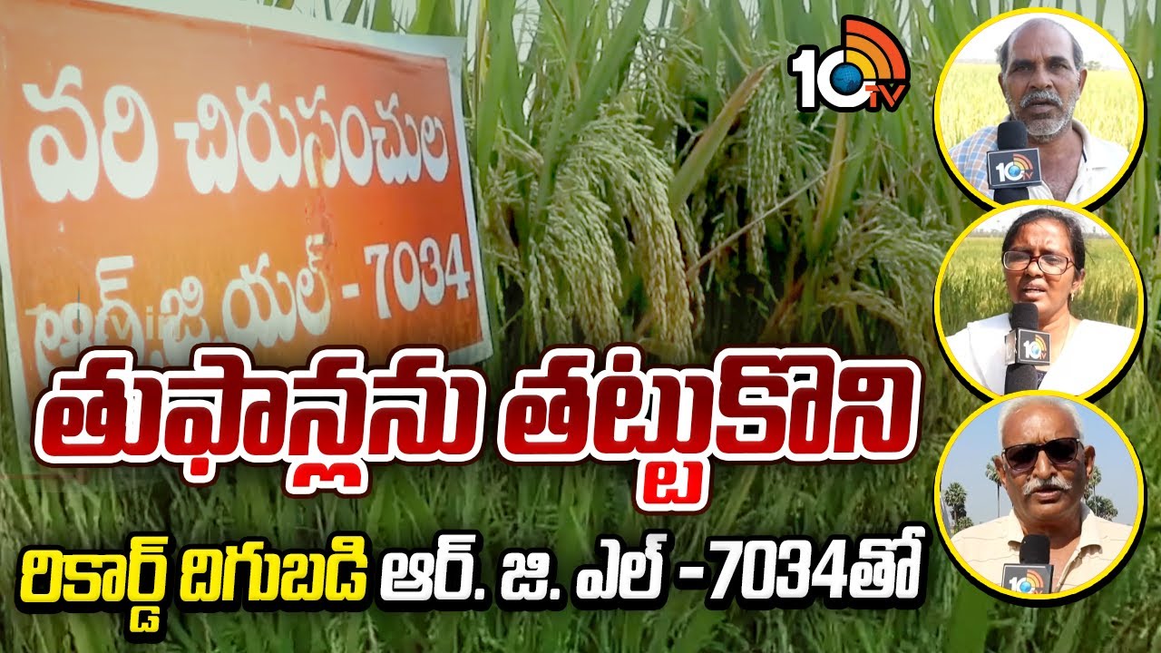 తుఫాన్లను తట్టుకొని రికార్డ్ దిగుబడి ఆర్. జి. ఎల్ -7034తో | High Yielding New Rice RGL -7034 | 10TV