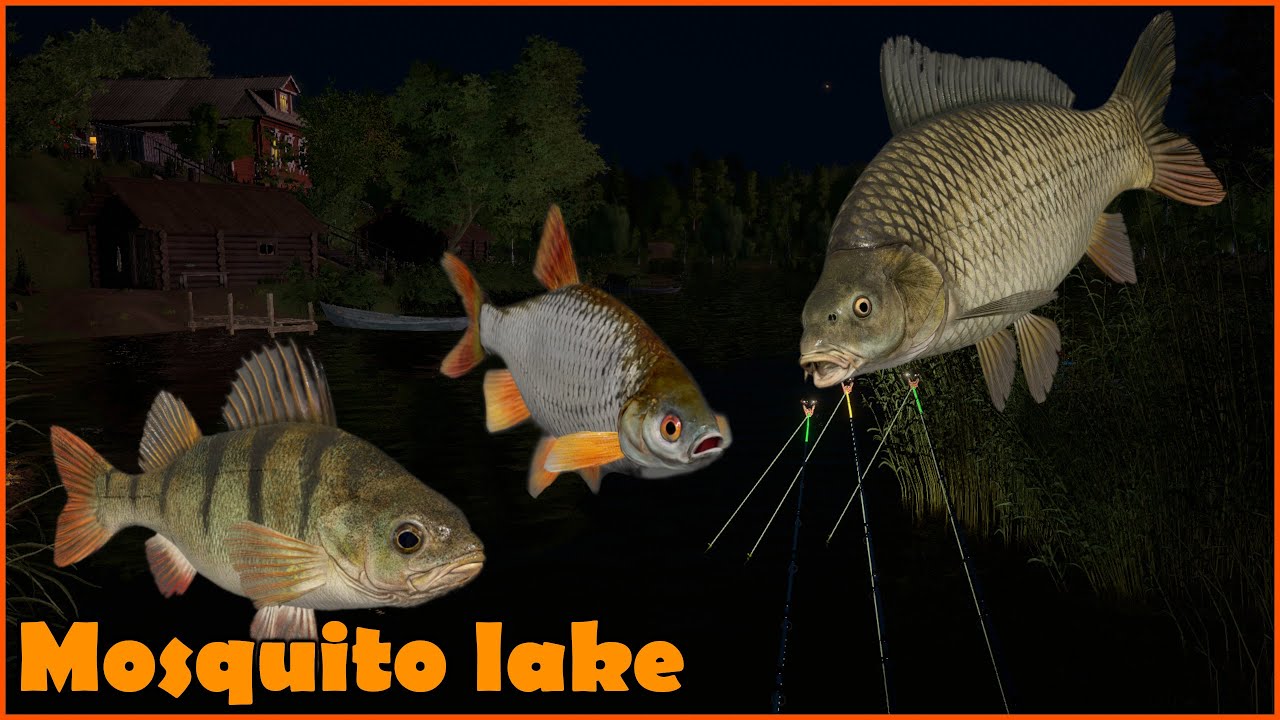 Mosquito lake - komarówka Carp Perch Roach | Russian Fishing 4 rf4