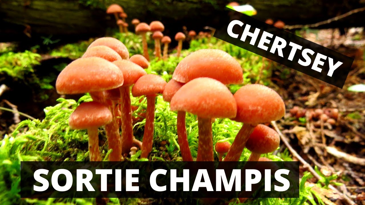 Cueillette et identification de champignons du Québec - Sortie champis à Chertsey - 30/08/2020