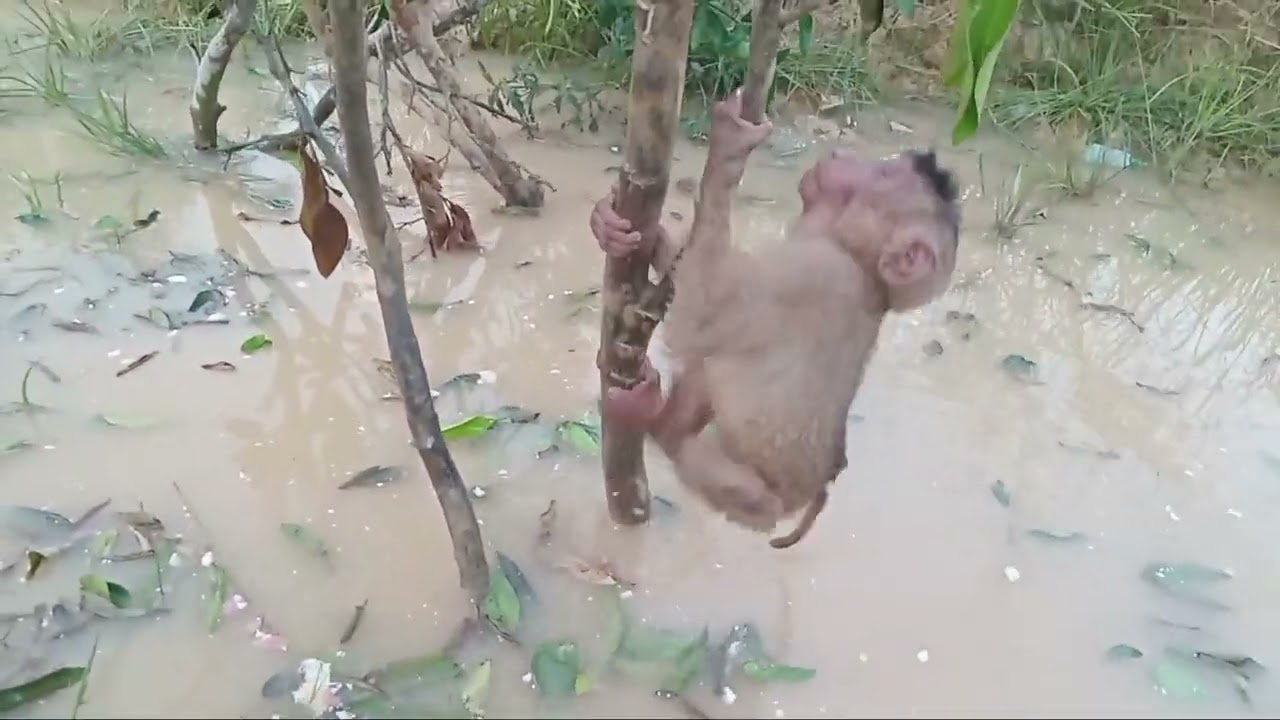 Terlantar anak monyet di pinggir sungai kecil