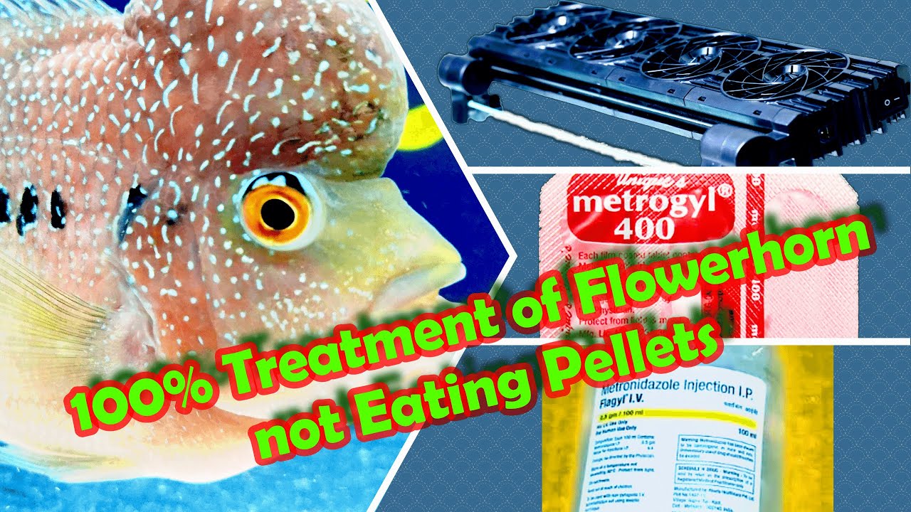 Flowerhorn Not Eating Pellets || How I made my Flowerhorn Fish eat Pellets