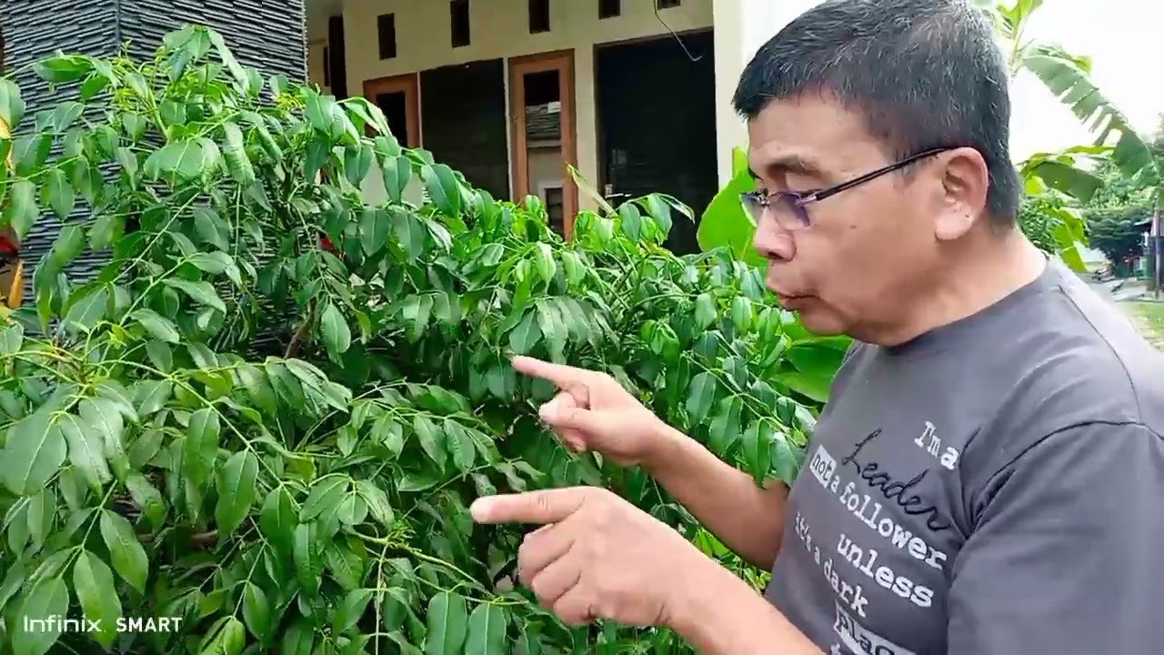 Fakta !! KEDONDONG BANGKOK || 1 TAHUN Berbuah Terus || Begini Cara Merawat nya
