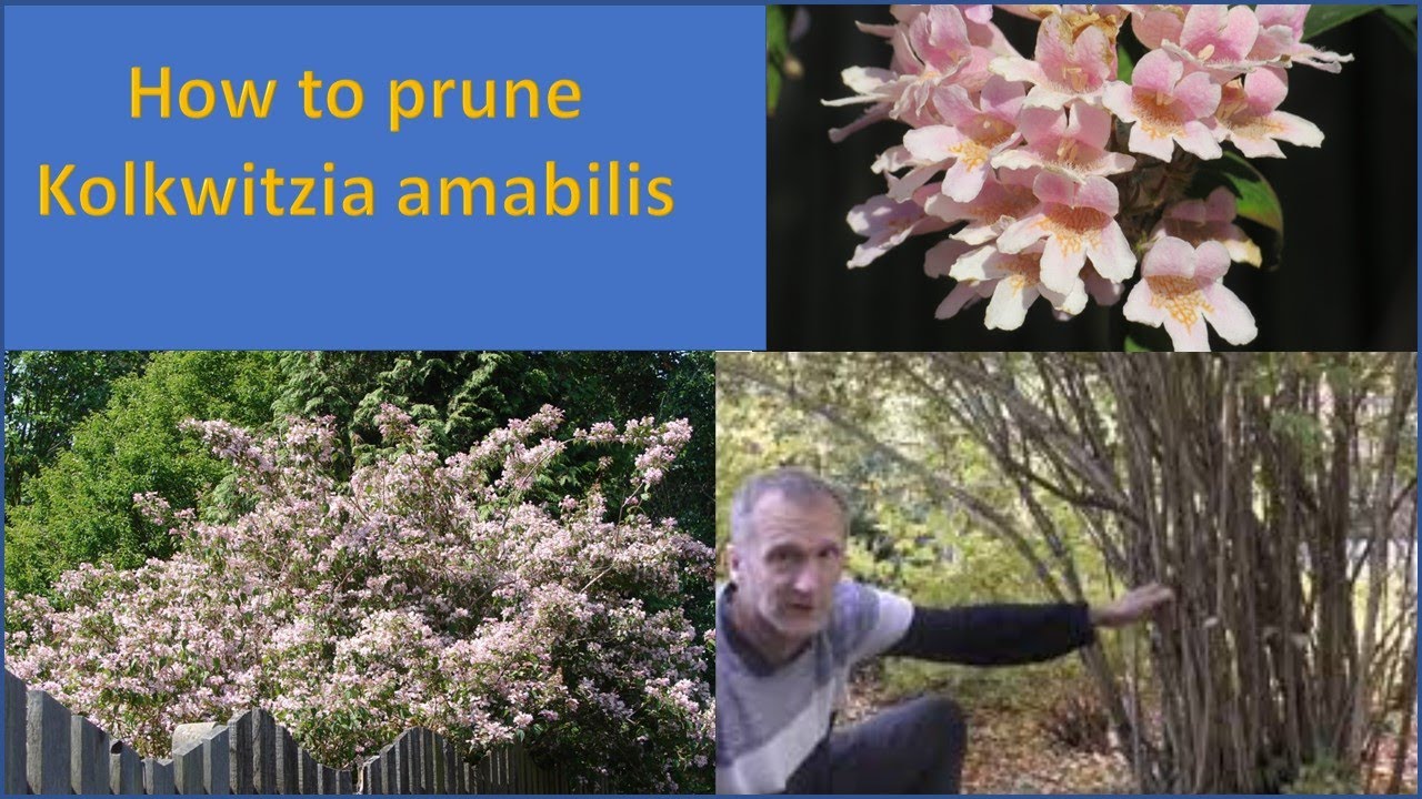 How to prune Kolkwitzia amabilis