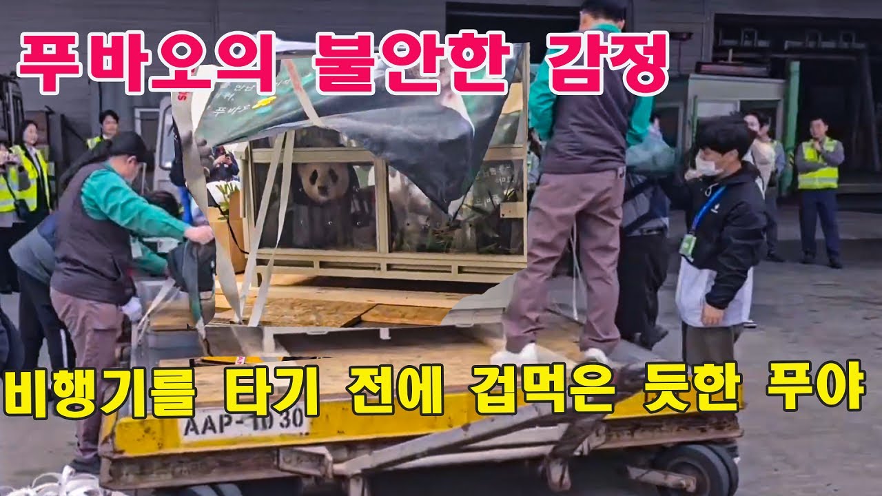 [학교에서 라이브 보는 중 ] 비행기를 타기 전에 푸바오 의 불안한 감정💦푸야 하늘도 울고 나도울고 모두가 운다ㅠㅠ 강바오님&송바오님 승희이모