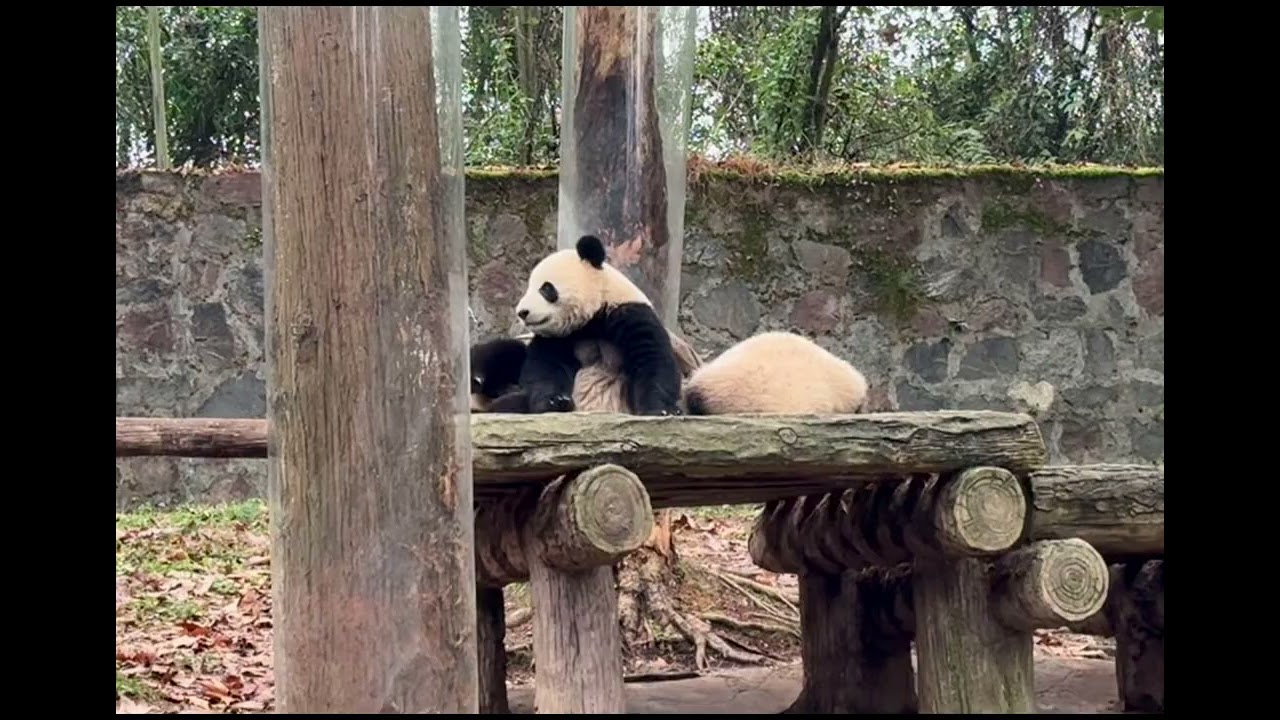 都江堰中华大熊猫苑 2026/1/1 