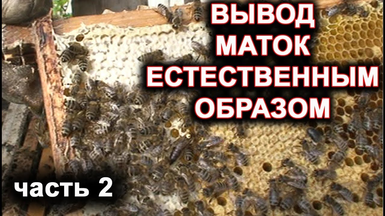 Вывод маток естественным способом. часть 2.