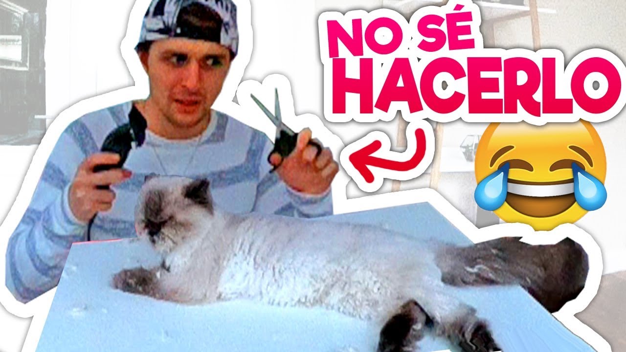 🌸 CORTO EL PELO A MI GATO SIN SABER 🌸 (y luego me arrepiento) 😢