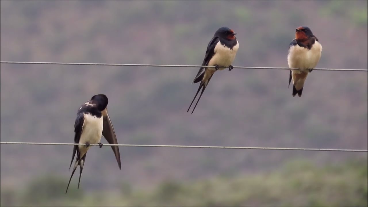 Barn Swallows gathering before their migration north