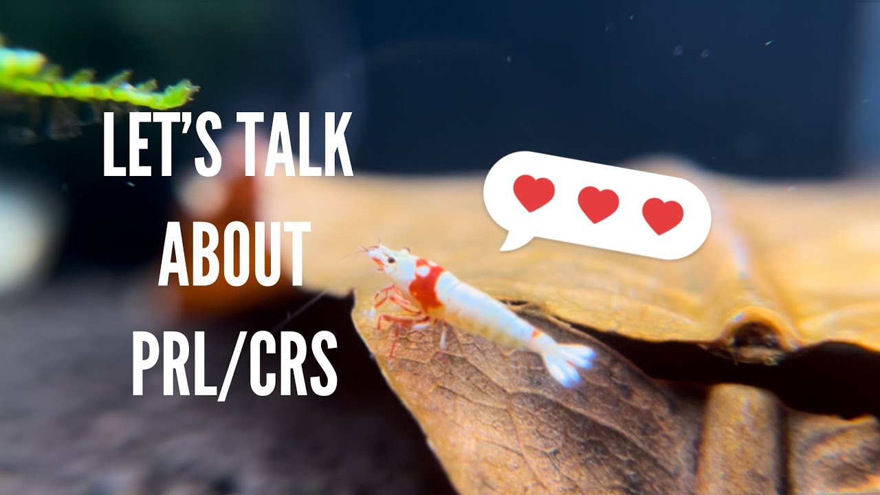Pure Red Lines aka Crystal Red Shrimp!
