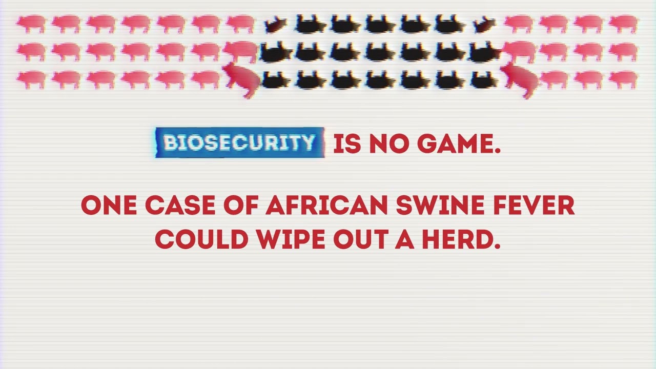 Biosecurity Is No Game. Protect Your Pigs From A Deadly Outbreak
