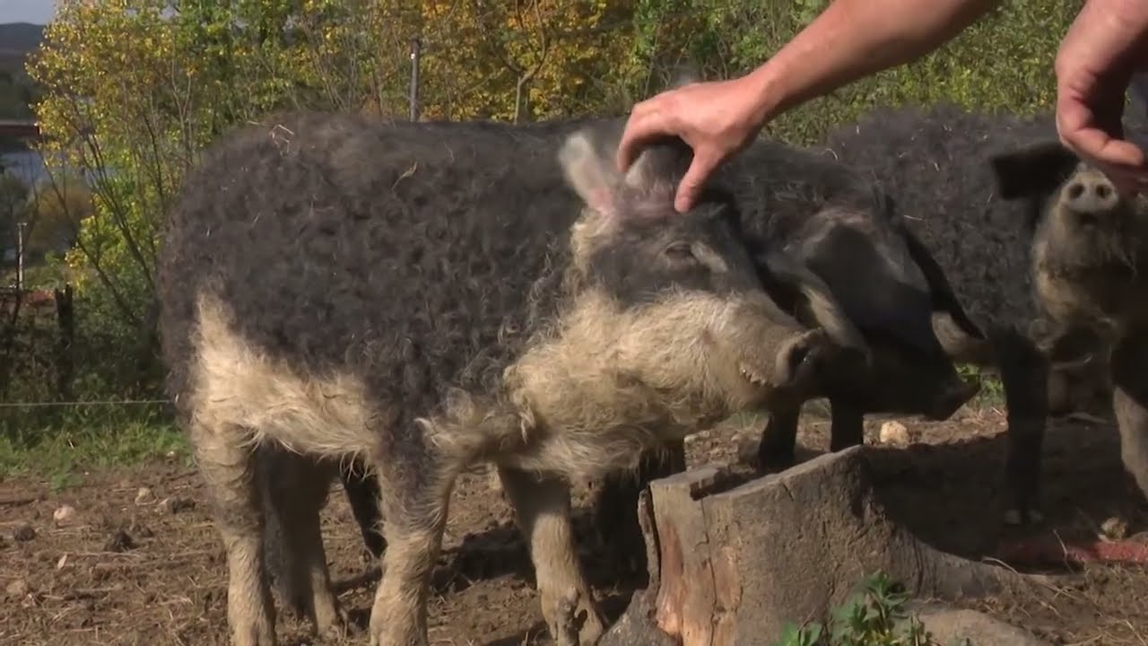 Mangulice porodice Cvijanović prepoznate u dobojskom kraju (Hronika Doboja) 27.10.2023.
