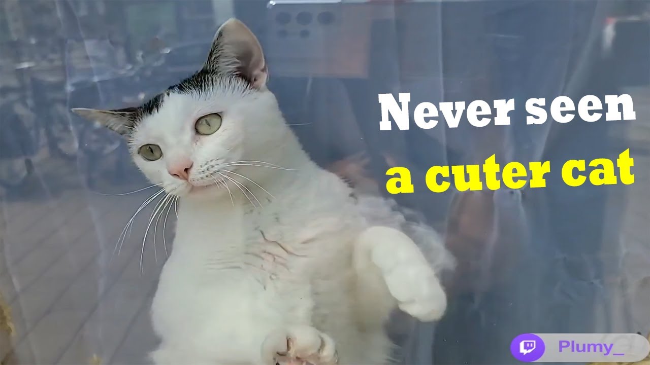 Korean Girl meets the Cutest Cat in Amsterdam
