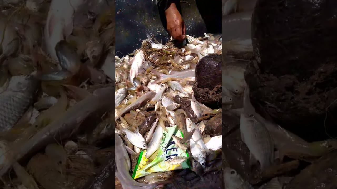 Ganito po Ang pangingisda sa Isabela 