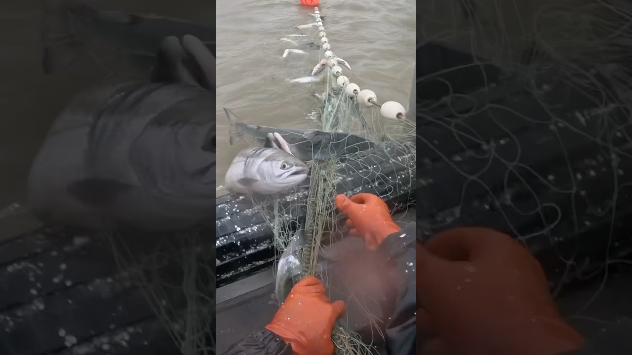 Loaded net commercial salmon fishing 