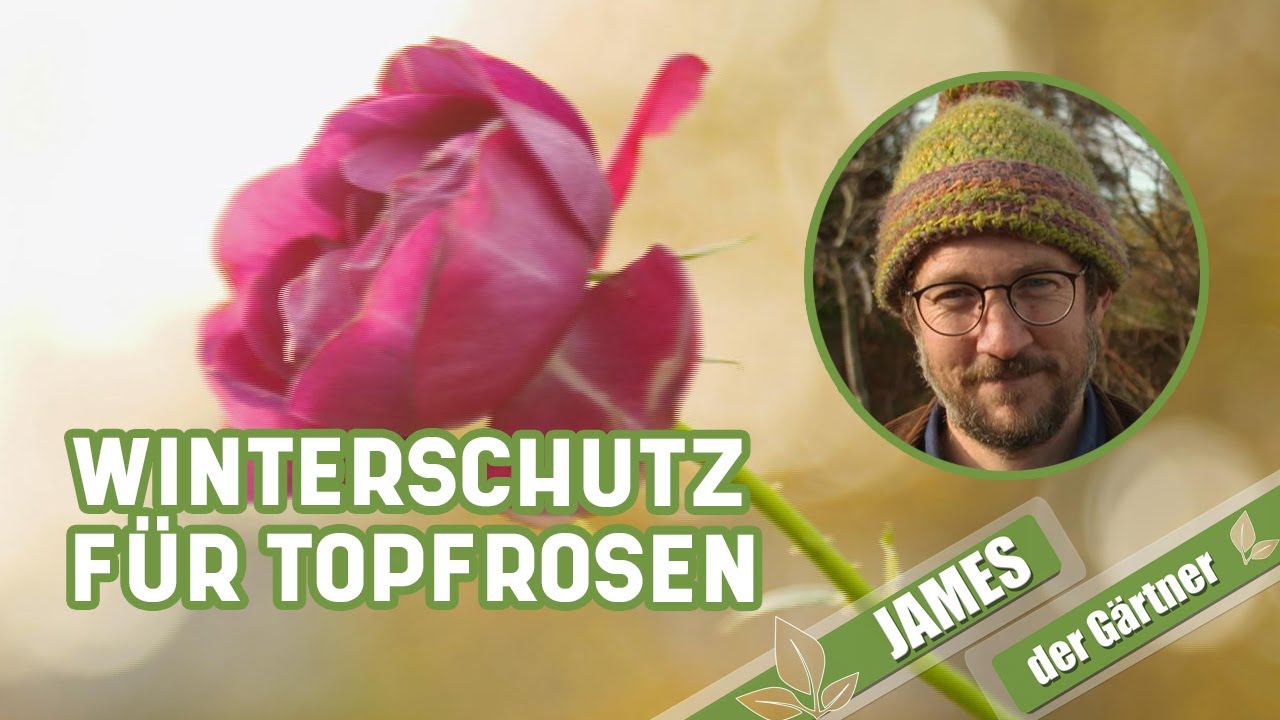Ein Mäntelchen hält Kälte und Frost on Rosen im Topf ab I James der Gärtner