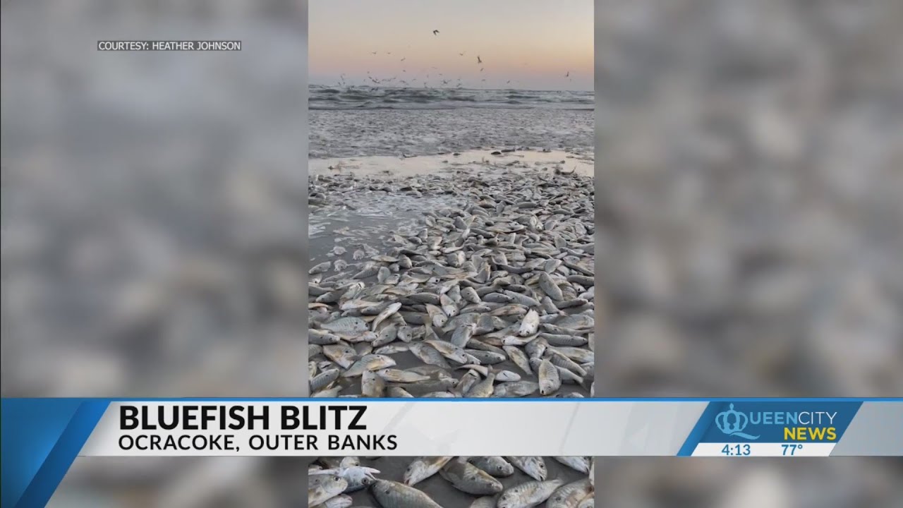 Bluefish Blitz: Thousands of fish wash ashore on Ocracoke Island