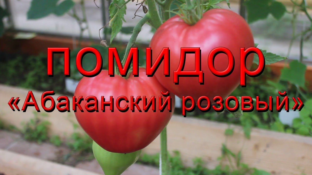 Обзор сорта помидора томата 