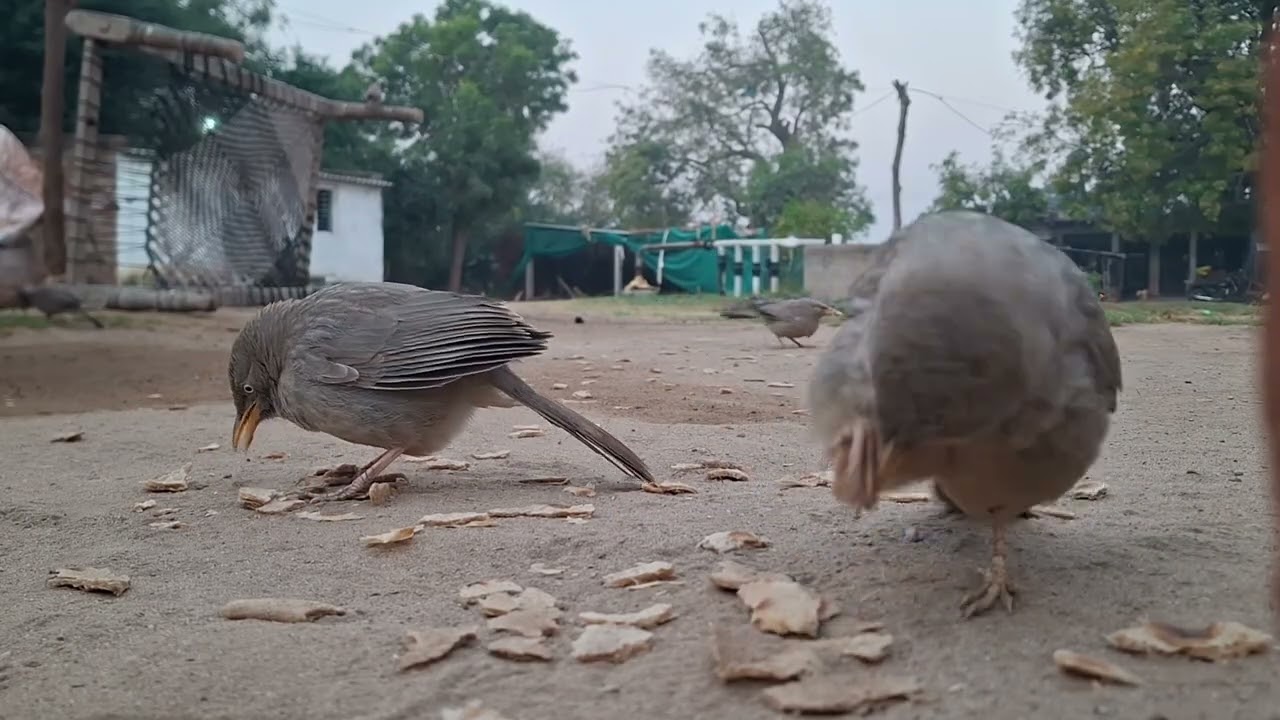 પંખી માટે ચણ ભાગ 4