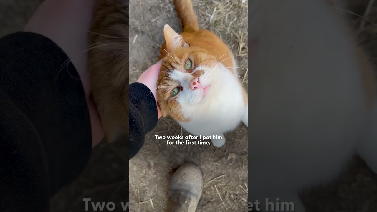 Vicious Outdoor Cat Turns Out To Be 10000% Perfect | The Dodo
