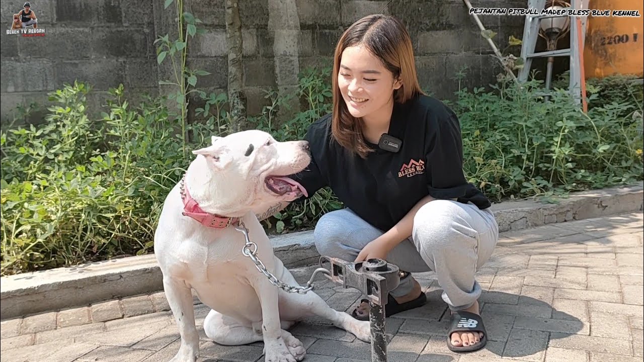 REVIEW 7 PEJANTAN PITBULL ISTIMEWA RATU PITBULL INDONESIA TEH RETTA ANGELIA