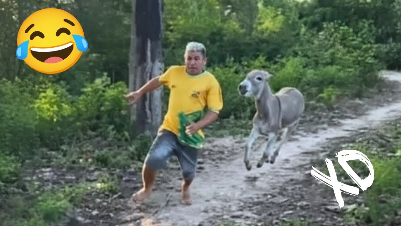 😂SI TE RÍES PIERDES NIVEL DIOS || Los 100 videos más divertidos y nuevos del 2025😂 #19