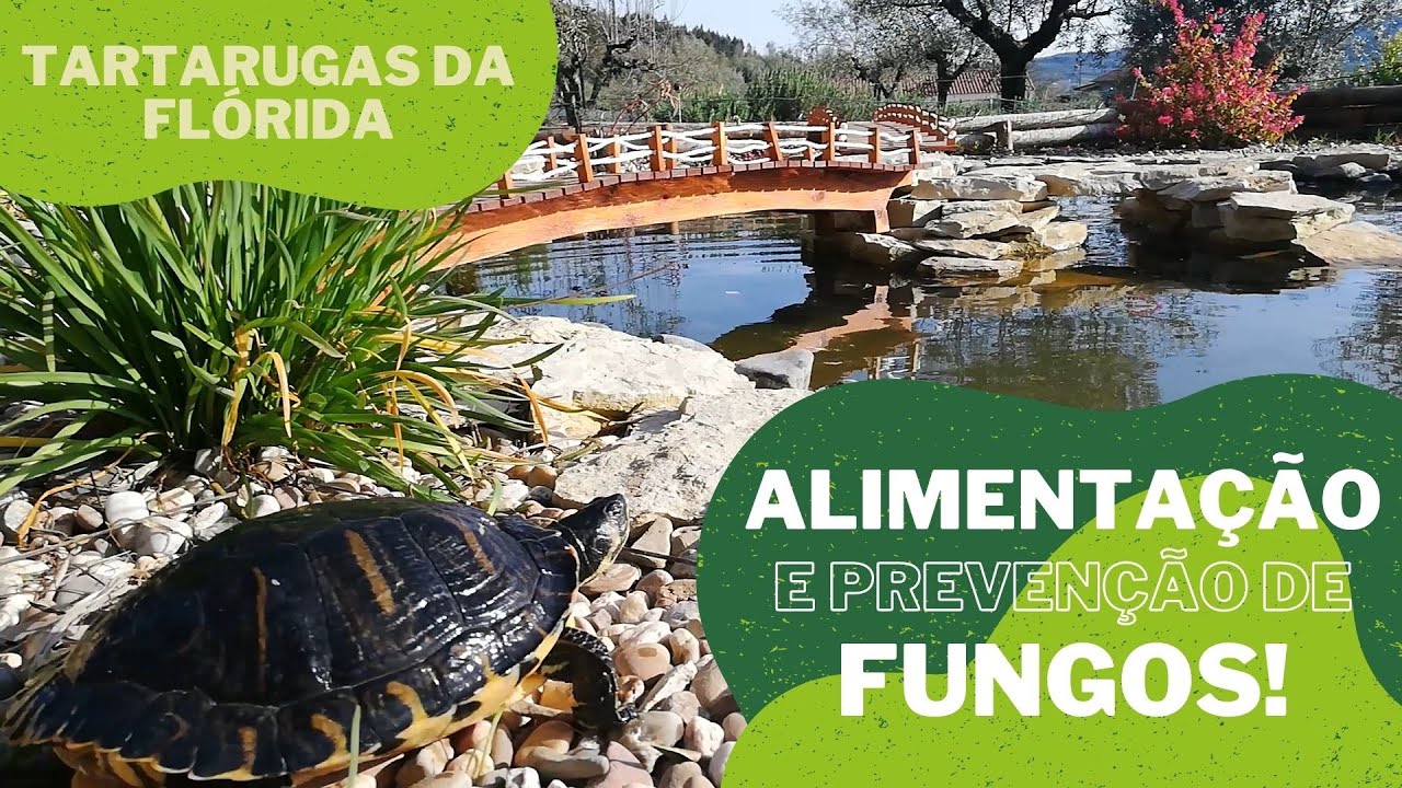 Alimentação e prevenção de fungos de TARTARUGAS SEMI-AQUÁTICAS da Flórida