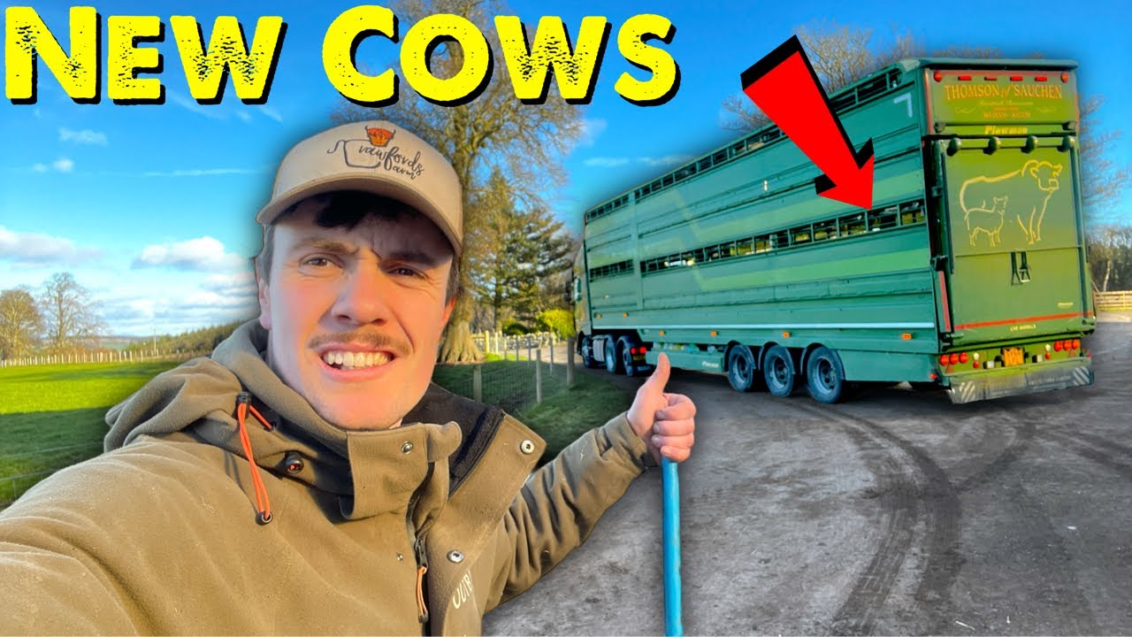 Huge Delivery For The Farm | Cows Arrive