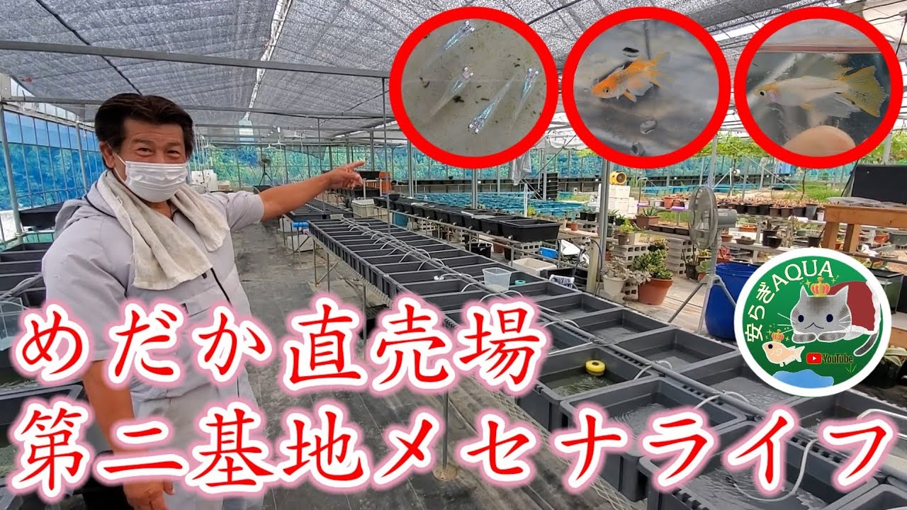 初登場‼️第二基地メセナライフめだか直売所【愛知県常滑市】ミントブルー牡丹.三色透明鱗.リアルロングフィン.キッシングワイドフィン.安らぎAQUAちゃんねる