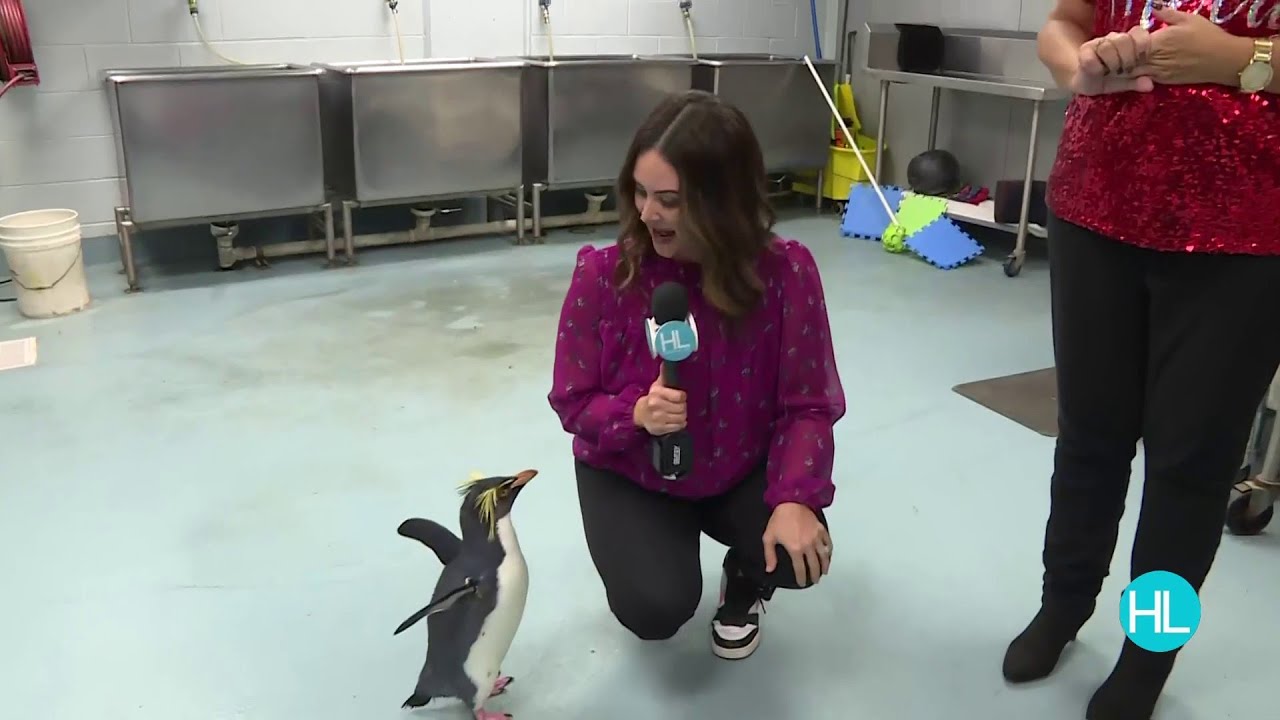 ‘Holiday In The Gardens’ ready to kick off at Moody Gardens with over 9 Holiday attractions