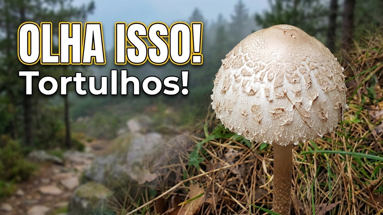 Subindo a serra encontrei isso escondido na mata Tortulhos!
