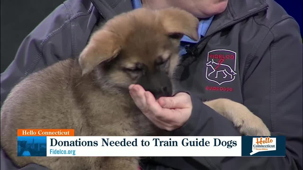 HELLO CONNECTICUT: Fidelco Guide Dog Foundation